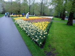 Keukenhof (60)
